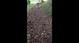 Dog excited on wall in autumn leaves
