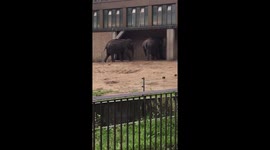Elephants upset during storm in Berlin zoo
