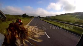 pheasant wipes outs truck windscreen at 40mph