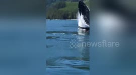 Newsflare Edit - ALMOST FLATTENED BY HUMPBACK WHALE!!