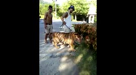 Fearless dog barking at a tiger