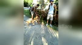 Tiny but fearless dog barks at a tiger