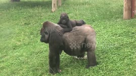 Adorable gorilla baby gets piggy back