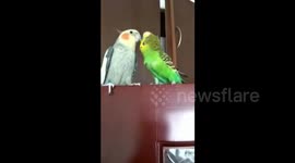 Mandarin-speaking parrot demands kiss from companion