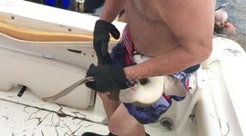 Nurse shark bites Florida man and will not let go