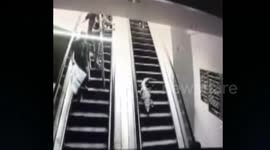 Runaway crocodile walks down supermarket escalator