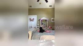 Parents surprise their 11-year-old daughter with puppy Shih tzu