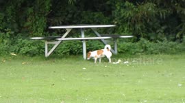 Dog spooks Geese to Run and Fly in Park with Huge Rat