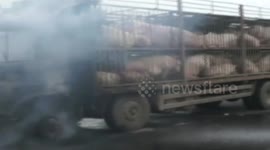 宣城:大货车突发自燃 一车母猪差点成了烤全猪
