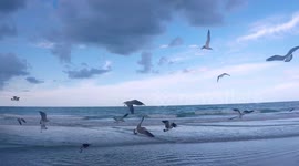 Terns & Gulls diving close up at beach before storm