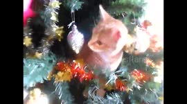 christmas for baby cat