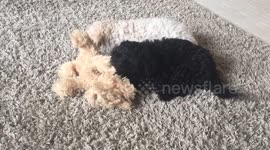Cuddly puppies playing together