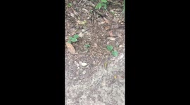 Ant army