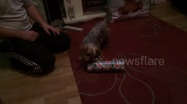 Dog opening Christmas present