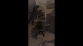 Hungry family of racoons visit snack bar in Mexico