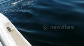 Curious Humpback whale circles tourists' boat