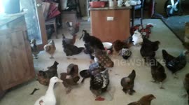 Chickens Terrorize Innocent Home Owner