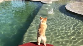 Corgi doing a belly flop