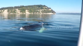 Curious humpback whale circles tourist boat