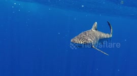 Shark harassing me at the end of a swim in the Bahamas.