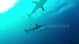Diving with a school of Caribbean reef sharks.