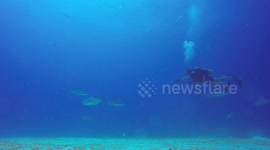Lone diver swims through a school of sharks.