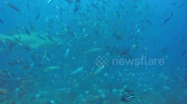 Bull sharks up close