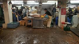 Tsukiji fish market process of cutting and packing whole tuna