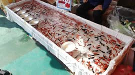 Fish for sale at a fair in sensoji temple during sanja matsuri
