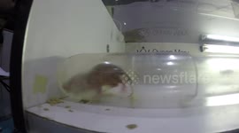 Naked Mole Rats at New Scientist Live