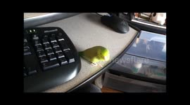 Tiny green parrotlet gets cuddles and scratches from a loving owner