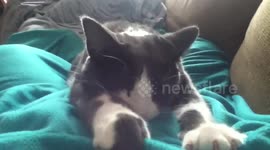 Happy kitty kneading like crazy
