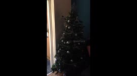 Jones' turning on christmas tree lights
