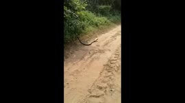 Cobra struggles to get free after getting its head stuck inside beer can
