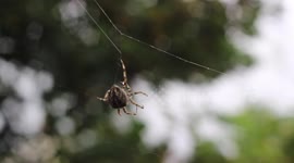 Spider making a web