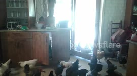 Dogs open door and let dozens of chickens inside house