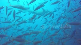 Bull shark feeding dive. Lots of fish and sharks