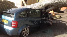 Tree crushes two cars in Cornwall, UK