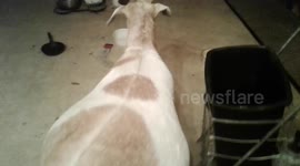 Two farm goats destroy a kitchen but it's the owner's commentary that really makes us laugh