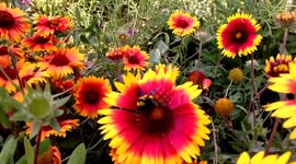 Bumble Bee Collide - Shot on iPhone