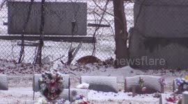 2 Foxes Playing in the snow at Mt Nebo Cemetary Totowa NJ
