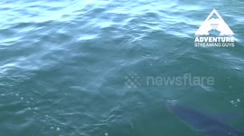 Blue Shark Attacks Gear