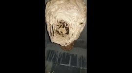 Big Hornets Nest in Ground floor