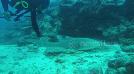 Sneaking up on a sleeping Zebra shark