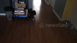River the cat playing fetch