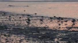 Sandpipers at Old Orchard Beach, Maine