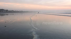 Sandpipers at Old Orchard Beach, ME