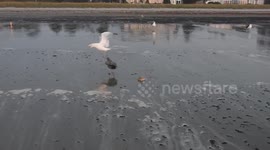 Seagulls fighting over a clamshell at the edge of the Atlantic Ocean.  Part I