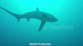 Deep & dark with the mysterious Thresher shark