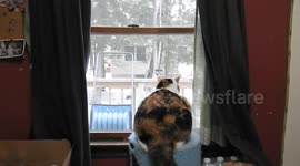Cat fight Jealousy